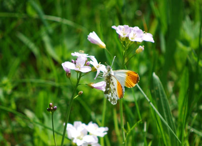 Schmetterlinge in Dürnten